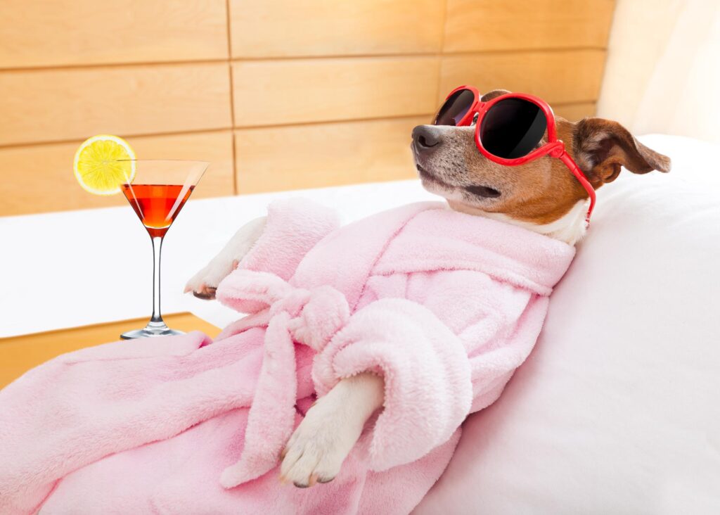 jack russell dog relaxing and lying, in spa wellness center ,wearing a bathrobe and funny sunglasses , martini cocktail included and shows his pece of mind