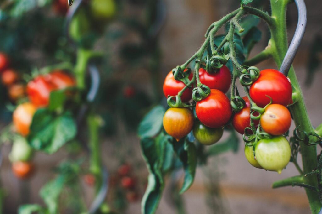 heirloom tomatoes growing on the vine