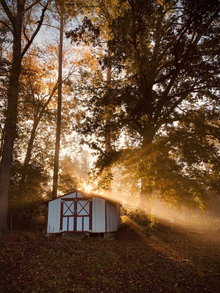 backyard shed with sunbeam and trees