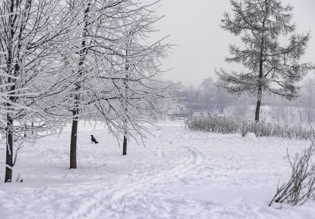 snowy property