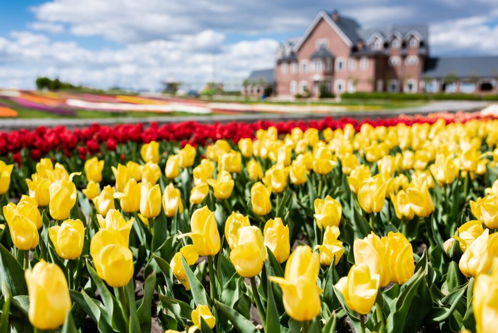 tulips in the yard with a home in the background