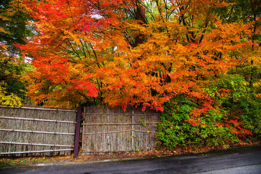 autumn in washington state with trees and orange leaves